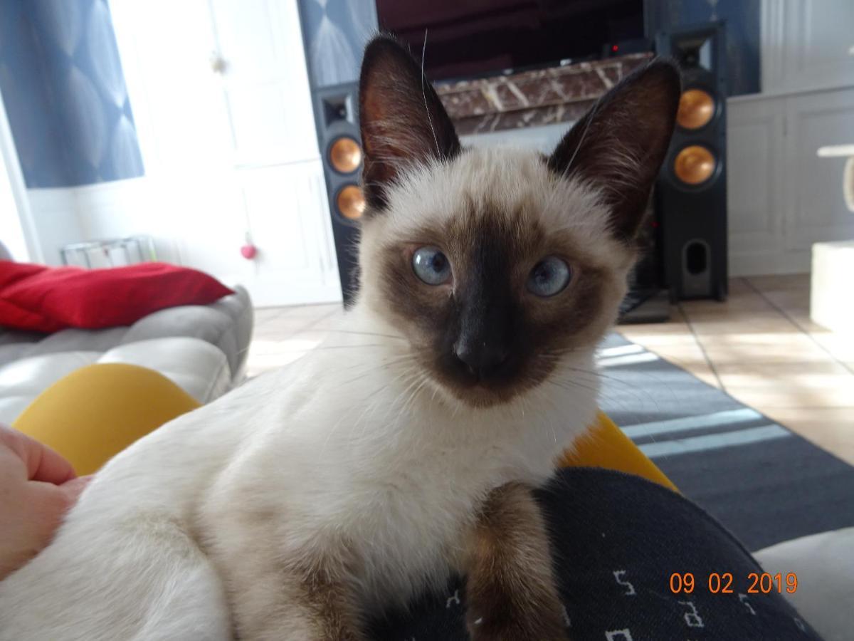 La Ferme Aux Chats Formigny Екстер'єр фото